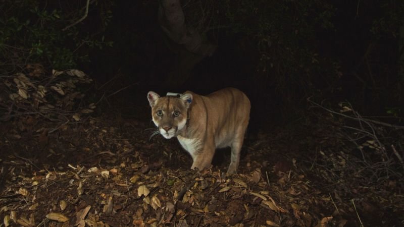 Mountain lion known as P-22 captured after killing chihuahua in Los Angeles