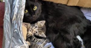 Cat, 10 kittens rescued from taped-up box thrown in B.C. dumpster