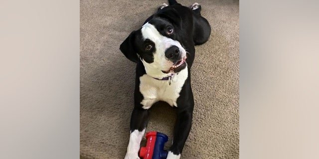 Adoptable dog Oreo is looking to be scooped up by a loving family.