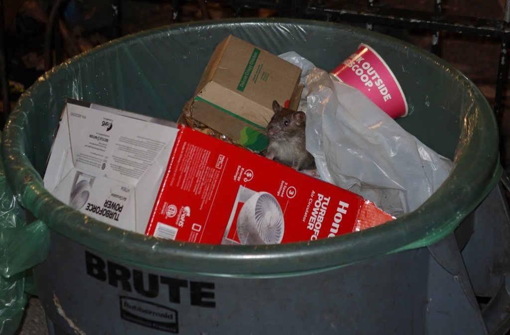Open trash cans are like an open invitation for rats.