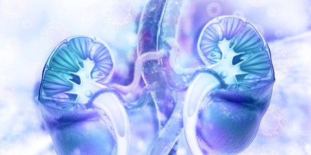 Human kidneys are shown in a cross-section view. "We encourage transplant recipients to get the COVID-19 vaccine when possible," says one hospital.