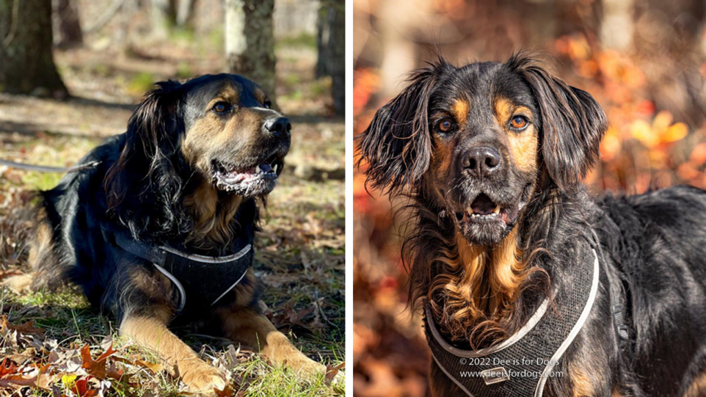 Eight-year-old Spaniel mix surrendered by his family in New York is hoping for a second chance