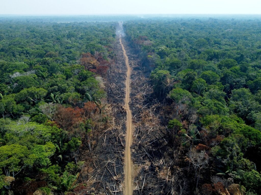 Brazilian Amazon deforestation up 150% in Bolsonaro’s last month