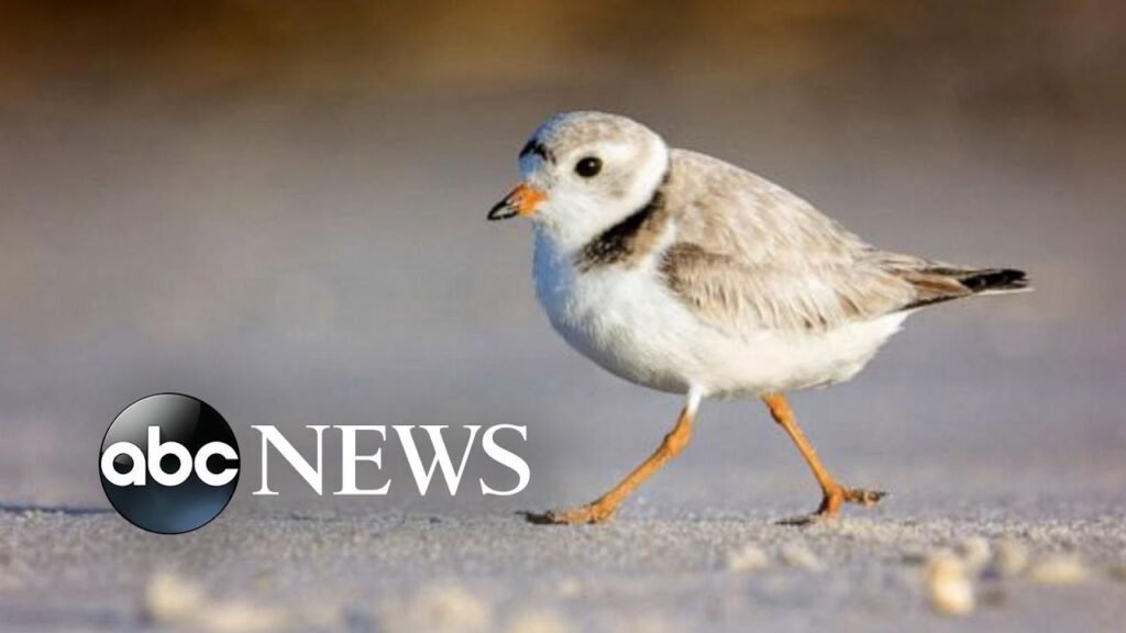 Bird species most at risk of extinction in US