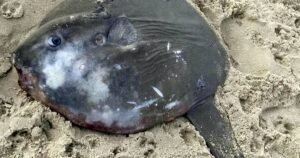 Five-foot tall creature with ‘bullet fin’ washes up in UK startling beachgoers