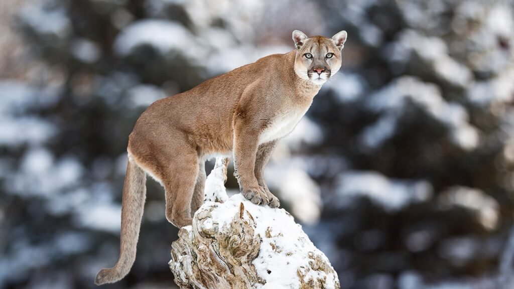 Oklahoma wildlife agency ‘just wants to talk’ after prankster’s viral cougar sighting reply: ‘your mother’
