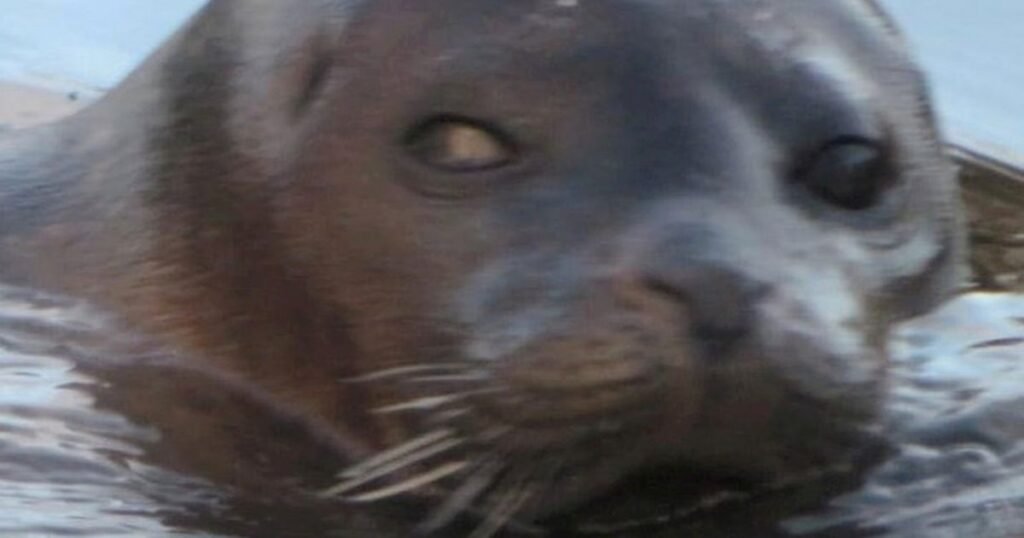 Lake owner rages after hungry rogue seal chomps £3,000-worth of his fish stock