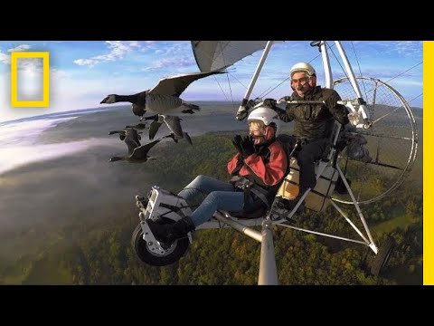 Video Soar Alongside Migrating Birds—and the Man Who Flies With Them | National Geographic