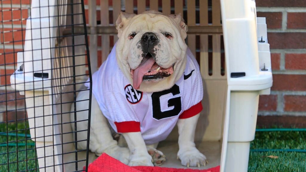 PETA calls out Georgia for ‘outdated’ use of live bulldog mascot following national championship