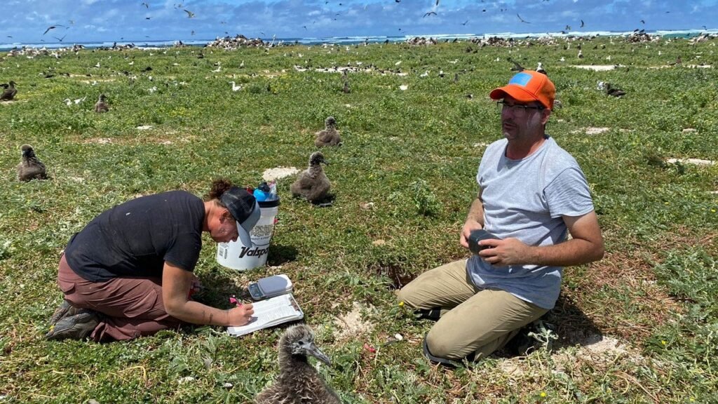 Hawaii seabirds, other species relocated by once-hesitant climate activists