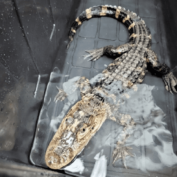 Abandoned alligator stashed in storage container found in New Jersey: ‘Dangerous exotic species’