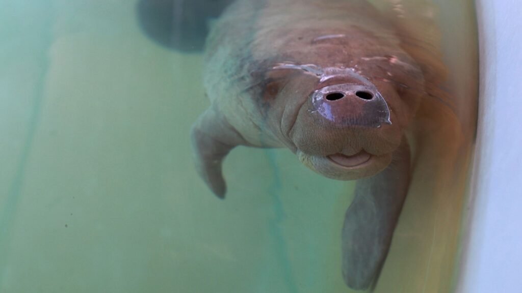 Florida manatees still dying off at concerning rate, experts caution