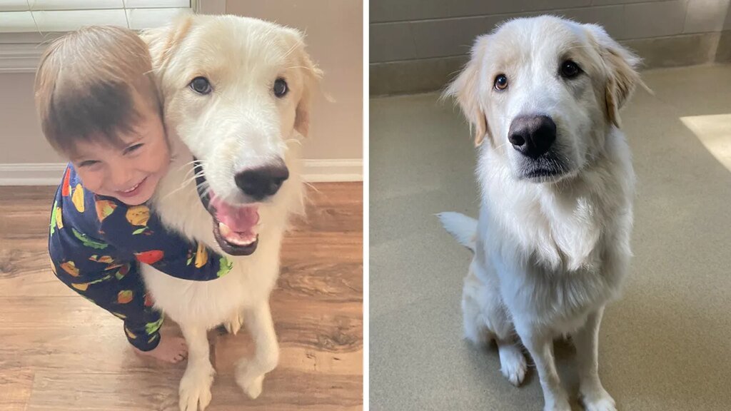 After 14 failed adoptions, North Carolina pup with ‘unlucky’ history goes viral, finally finds a home