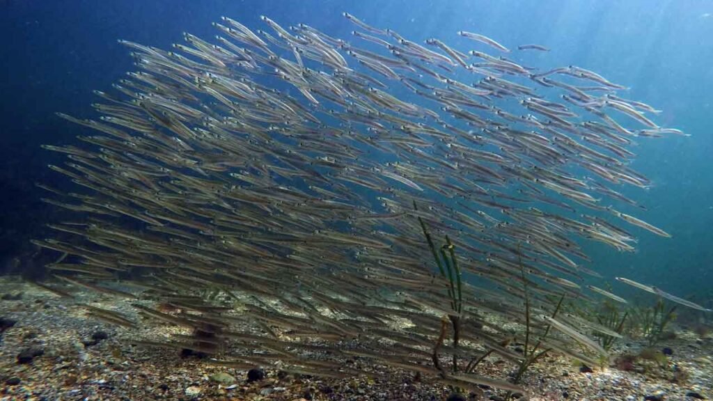 Microscopic organisms that make up the base of the ocean’s food chain dying due to warming East Coast waters