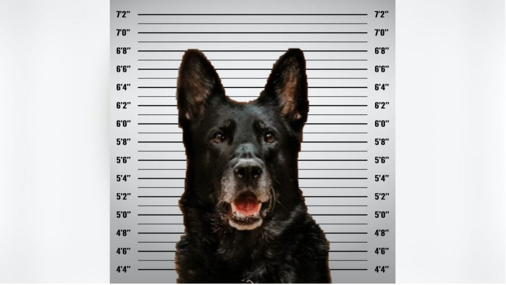 Police dog’s mugshot goes viral after pup allegedly steals officer’s lunch