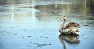 Frost and fog in -6C freeze before 65mph gales batter country