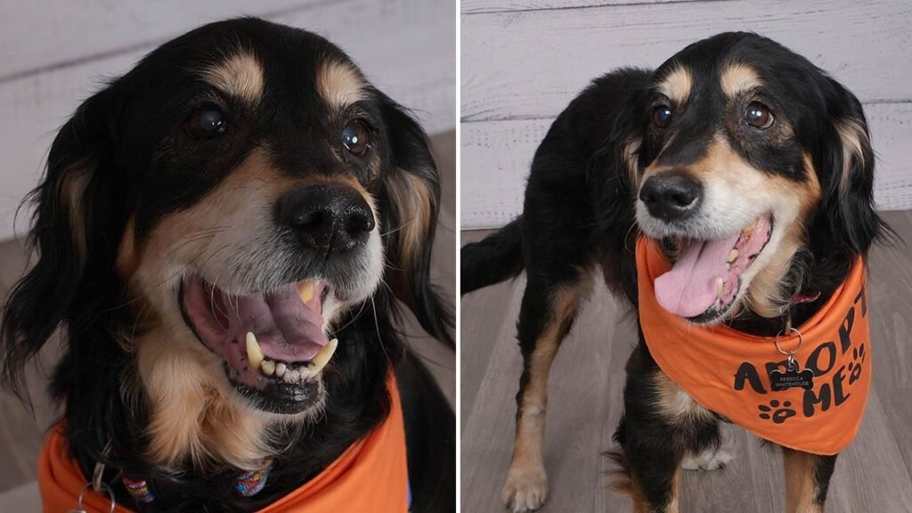JCPenney partners with shelters to help senior dogs like Kofi of Texas find a home