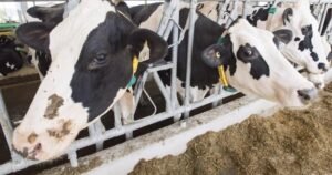 Milk prices in N.B. set to increase four cents per litre starting Feb. 1