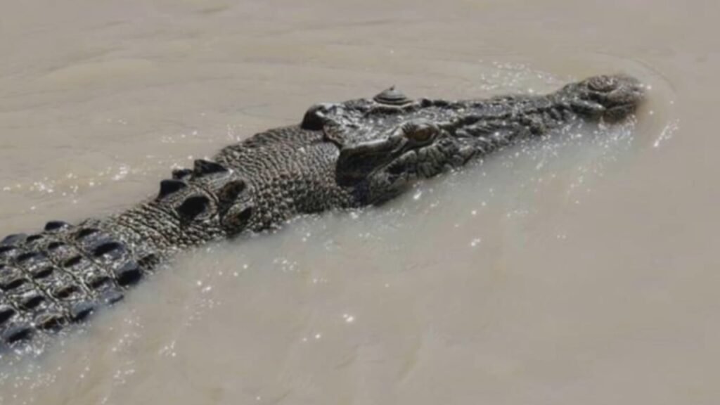 Man attacked by crocodile in remote NT