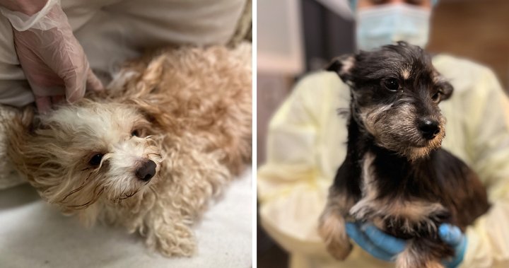 BC SPCA says 63 neglected dogs removed from Fraser Valley property