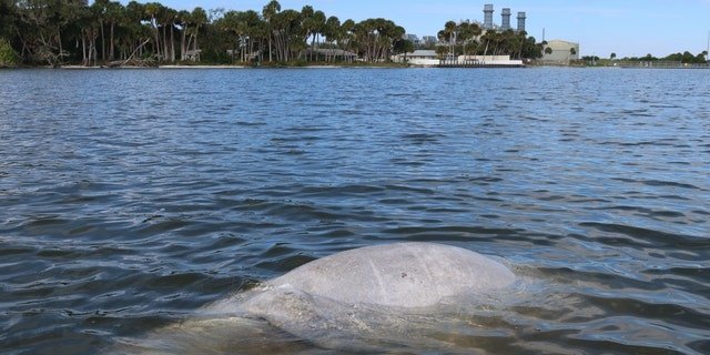 A dead baby manatee floats less than 200 yards from Florida Power & Light Co.'s electric plant near Titusville.