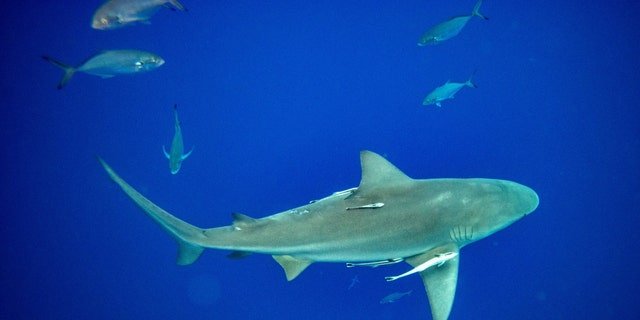 A lemon shark swims toward a group of divers during a shark dive off of Jupiter, Fla., Feb. 11, 2022.