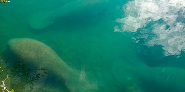Manatees float in a canal at Port Everglades on Jan. 18, 2023, in Fort Lauderdale, Fla.