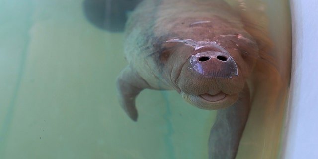 A rescued baby manatee was cared for in 2021 at SeaWorld Orlando.