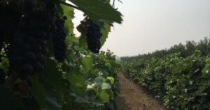 University researchers studying impact of smoke taint in wine