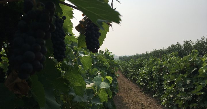 University researchers studying impact of smoke taint in wine
