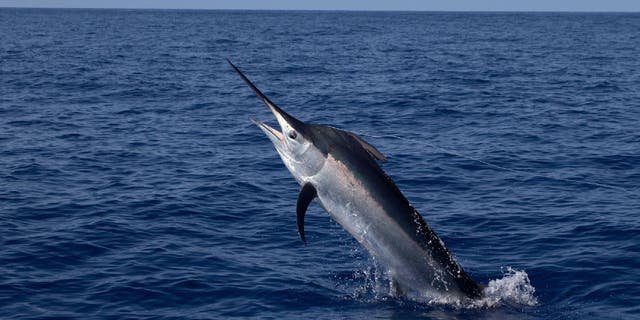 Swordfish are an oceanic billfish that can weigh over 1,000 pounds.