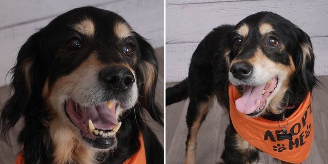 JCPenney is partnering with local shelters across the country to try to help senior adoptable dogs find homes.