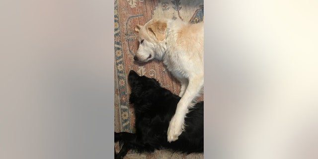 Ronald quickly befriended the family's other dog, a 3-year-old Australian Shepherd named Billie.