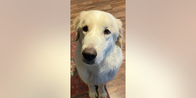 Kiersten Davis, a nurse and mom of two boys, sent in an application for Ronald after seeing the viral Facebook post about the dog needing a home.