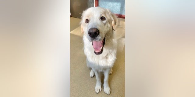 Ronald's Facebook post went viral — which finally led to a happy ending for this pleased-as-punch pup.