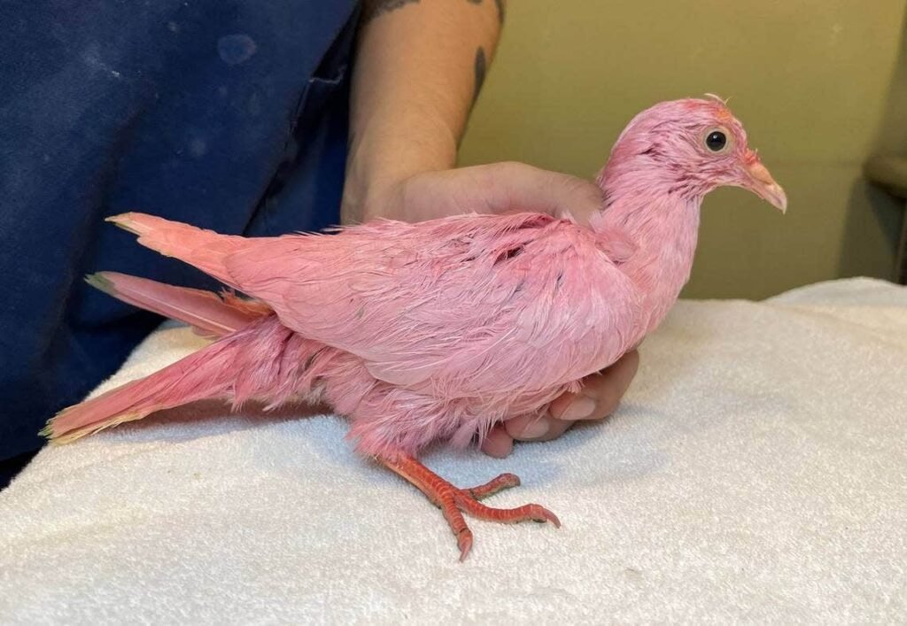 NYC pigeon dyed pink sparks speculation of ‘sickening’ gender reveal: ‘What is wrong with people?’