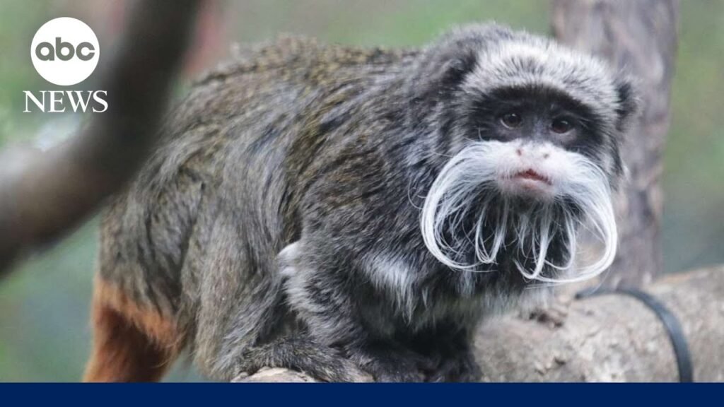 Two emperor tamarin monkeys missing from Dallas Zoo, latest in string of animal incidents