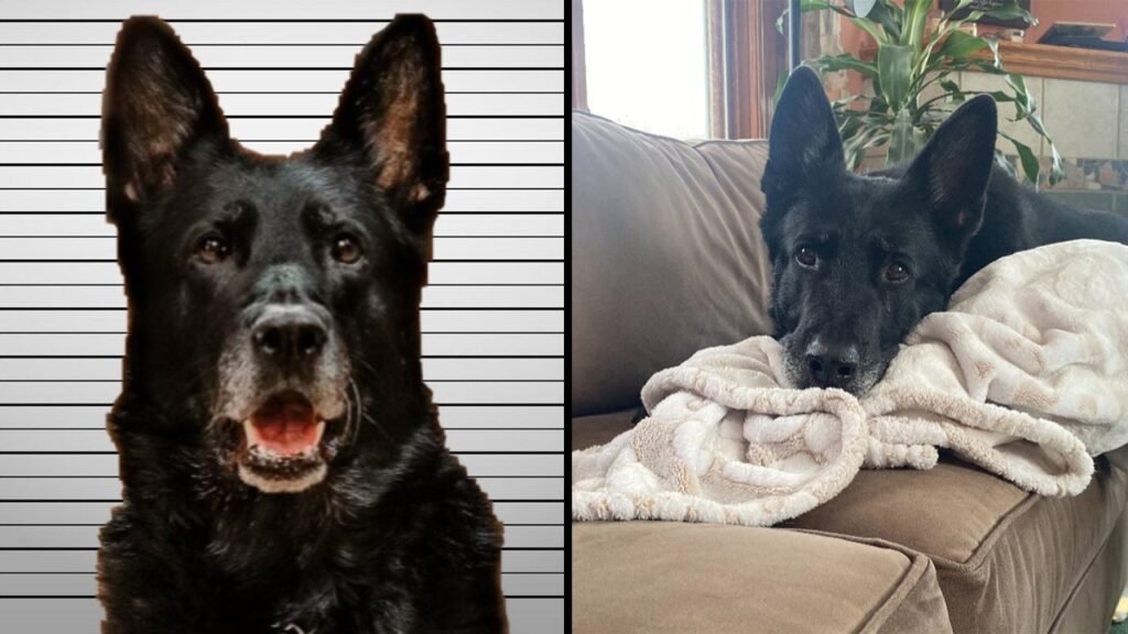 Michigan K-9 whose viral mugshot captivated Americans made big busts in his career: ‘Best partner I ever had’
