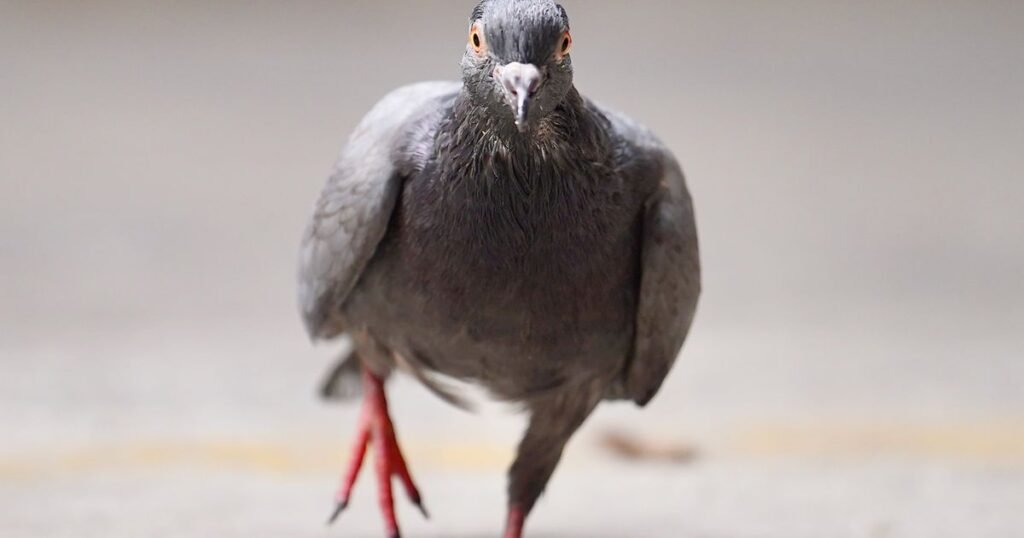 Pigeons are so smart their brains can rival Artificial Intelligence, experts say