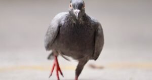 Pigeons are so smart their brains can rival Artificial Intelligence, experts say