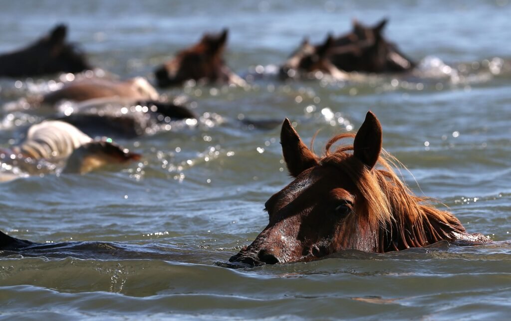 Virginia designates Chincoteague Island pony as official state horse