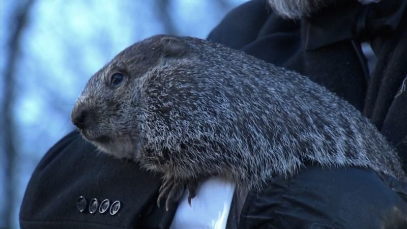 Video: See what Punxsutawney Phil predicted on Groundhog Day 2023