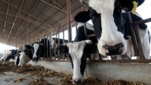 China says it successfully cloned 3 highly productive ‘super cows’
