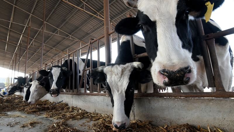 China says it successfully cloned 3 highly productive ‘super cows’