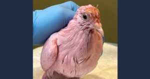Flamingo, the pink pigeon, dies a week after it was found at NYC park