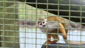 Arrest made in the theft of 12 squirrel monkeys stolen from a Louisiana zoo, but the animals have yet to be found, chief says