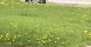 Kingston, Ont. introduces ‘No Mow May’ to help bee, insect populations