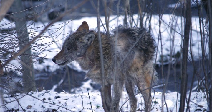 Burlington, Ont. residents may see more coyotes during daytime as mating season begins