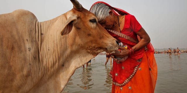 A woman worships a cow as Indian Hindus offer prayers to the River Ganges in Allahabad, India, on June 8, 2014. India’s government-run animal welfare department is asking citizens to hug a cow on Valentine's Day. The program believes it will "bring emotional richness and increase individual and collective happiness."