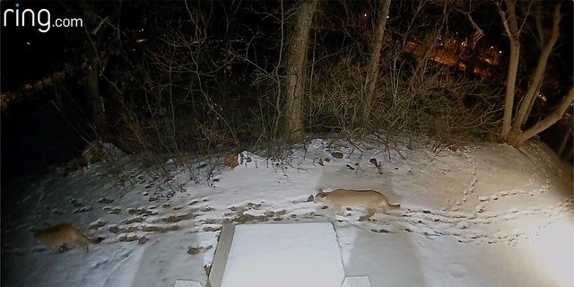 The Colorado home reportedly has five Ring cameras on its exterior, so its residents are able to monitor the diverse wildlife that inhabits the Boulder Canyon area.